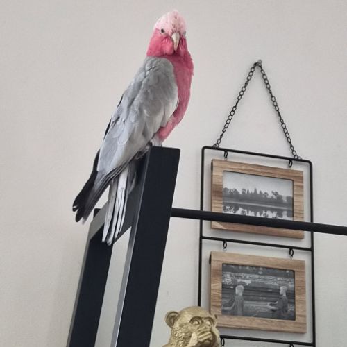 Vente cacatoes rosalbin femelle #0