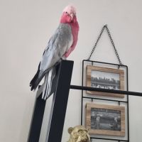 Vente cacatoes rosalbin femelle