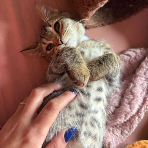 Malia à l'adoption #2