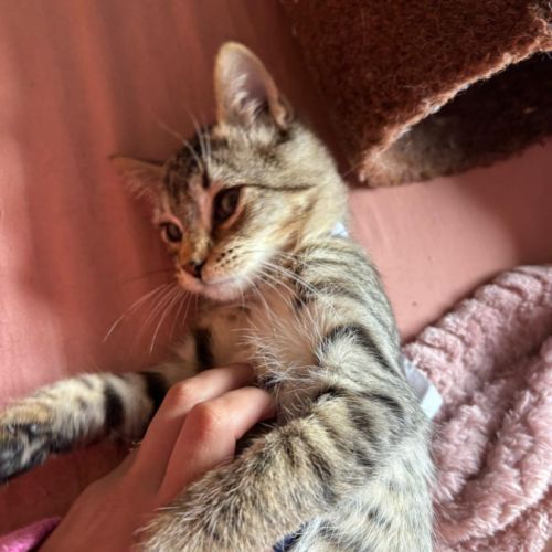 Malia à l'adoption #4