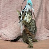 Malia à l'adoption #3