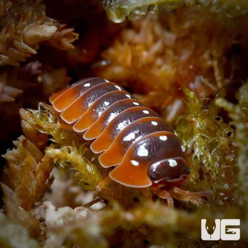 Armadillidium klugii montenegro #0