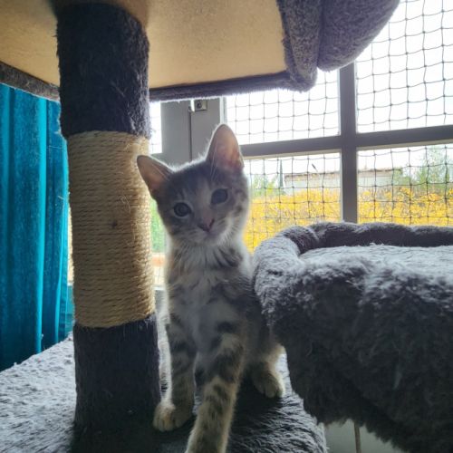 Mila à l'adoption #4