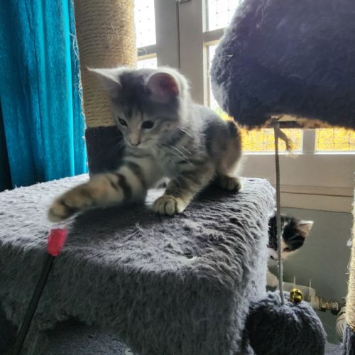 Mila à l'adoption #5