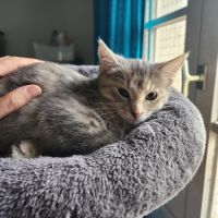 Mila à l'adoption #2