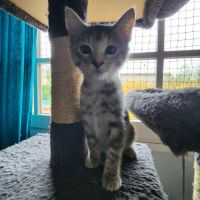 Mila à l'adoption #3