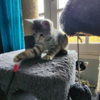 Mila à l'adoption #5