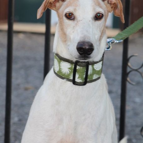 Adorable galgo de 5 ans cherche famille ❤️ #1