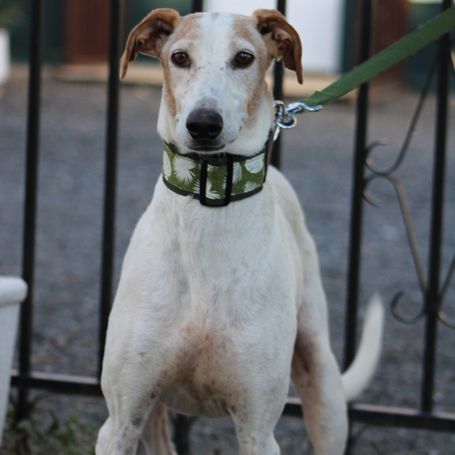 Adorable galgo de 5 ans cherche famille ❤️ #3