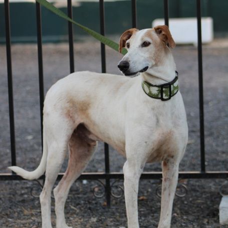 Adorable galgo de 5 ans cherche famille ❤️ #4