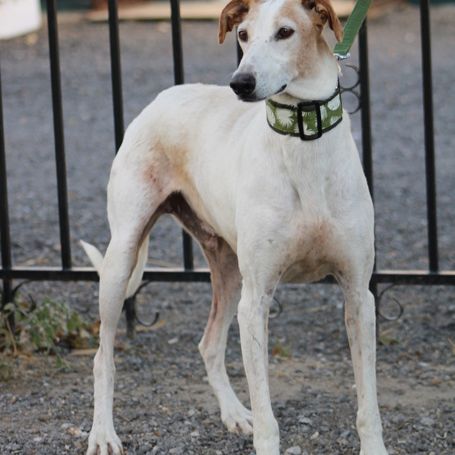 Adorable galgo de 5 ans cherche famille ❤️ #5