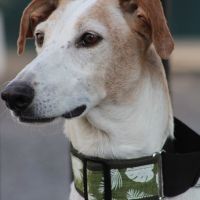 Adorable galgo de 5 ans cherche famille ❤️