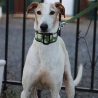 Adorable galgo de 5 ans cherche famille ❤️ #3