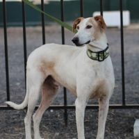 Adorable galgo de 5 ans cherche famille ❤️ #4