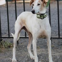 Adorable galgo de 5 ans cherche famille ❤️ #5