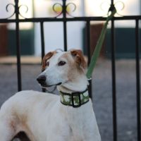 Adorable galgo de 5 ans cherche famille ❤️ #6