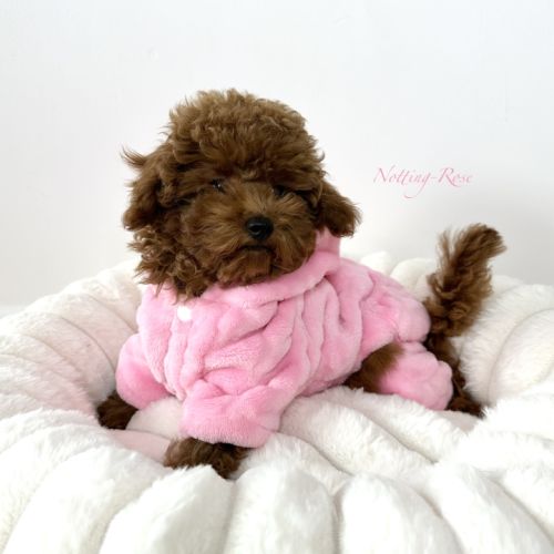 Caniches toy et nain fauve rouge et abricot #0