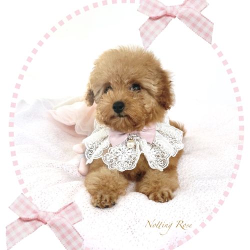 Caniches toy et nain fauve rouge et abricot #2