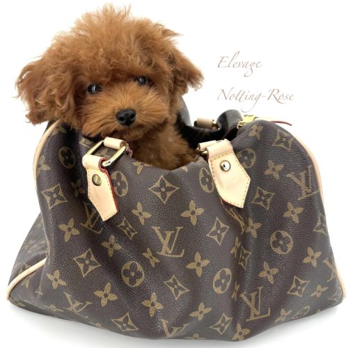 Caniches toy et nain fauve rouge et abricot #2