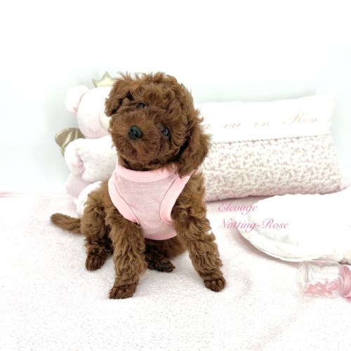 Caniches toy et nain fauve rouge et abricot