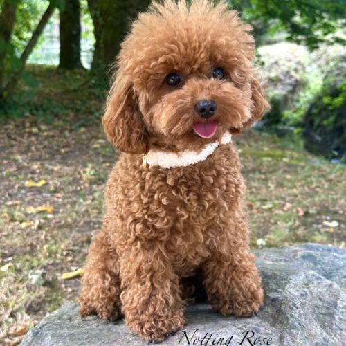 Caniches toy et nain fauve rouge et abricot #3