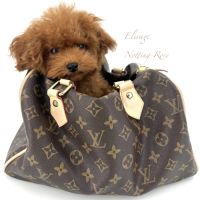 Caniches toy et nain fauve rouge et abricot #2