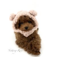 Caniches toy et nain fauve rouge et abricot #4