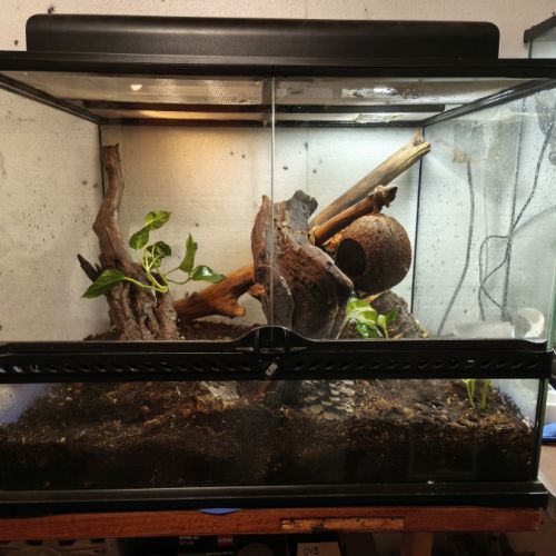 Vends gecko avec terrarium #0