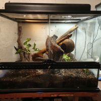 Vends gecko avec terrarium #0