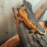 Vends gecko avec terrarium #2