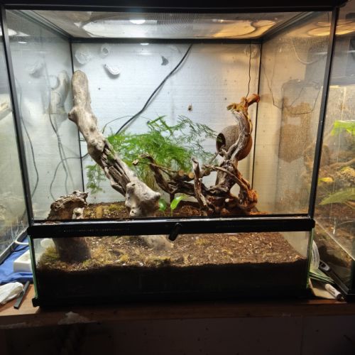 Terrarium+gecko #0