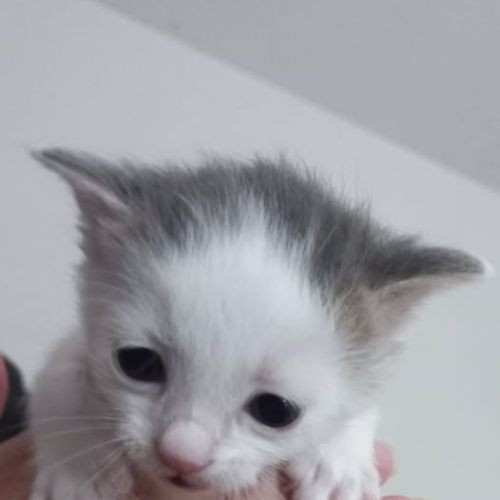 Chat pluton à l adoption