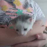 Chat pluton à l adoption #2