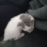 Chat pluton à l adoption #4