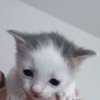 Chat pluton à l adoption #0