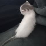 Chat pluton à l adoption #3