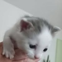 Chat pluton à l adoption #5