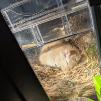 Gerbille mâle a donner