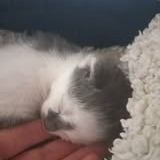 Chat mars à l adoption #2