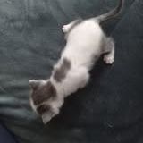 Chat mars à l adoption #4