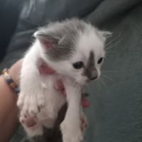 Chat mars à l adoption