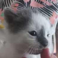 Chat mars à l adoption #3