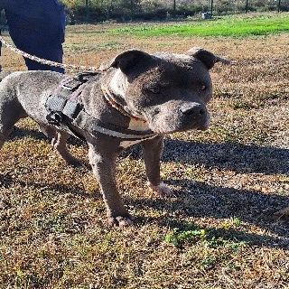 Chien isko à l adoption #0