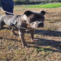 Chien isko à l adoption