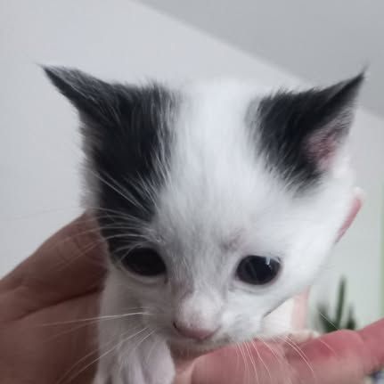 Chat saturne à la réservation