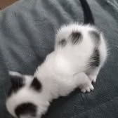 Chat saturne à la réservation #3