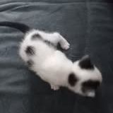 Chat saturne à la réservation #2