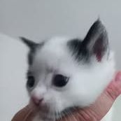 Chat saturne à la réservation #4