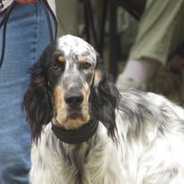 Jeune mâle setter anglais tricolore #0