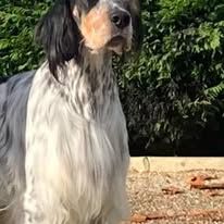 Jeune mâle setter anglais tricolore #2